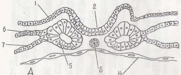Эволюционные особенности эмбриогенеза примитивных хордовых на примере ланцетника. Гаструляция