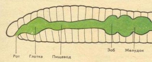 §17.  Тип Круглые черви