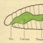 §17.  Тип Круглые черви. Особенности строения и опасные для человека виды Слои клеток круглых червей
