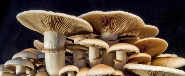 Что такое хитин у грибов. Хитин распространение в природе