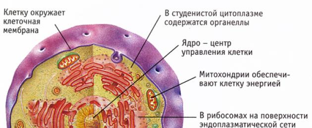 eucariotas.  Organismos nucleares y prenucleares del superreino Los organismos nucleares se denominan
