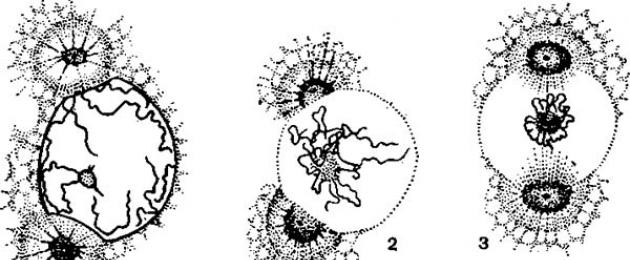 Características y significado de los principales orgánulos celulares.  Tipo de protozoos Organelos de movimiento de organismos unicelulares.