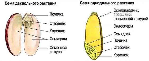 Estructura interna de la semilla.  Estructura de la semilla