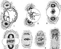 Tipologia dei protozoi Organelli di movimento degli organismi unicellulari