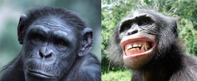Šimpansi ja inimese geenid on samad.  Hoolimatu ja riskantne?  Hiina teadlased loovad inimese aju arengugeeniga geneetiliselt muundatud makaake