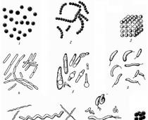 Principer för klassificering av mikroorganismer