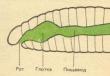 §17.  Tipo Lombrices intestinales.  Características estructurales y especies peligrosas para los humanos Capas de células de lombrices intestinales