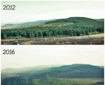 The Verkhovna Rada has banned deforestation in the Carpathians Additional consequences of deforestation