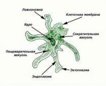 Sottoregno Unicellulare o Protozoi