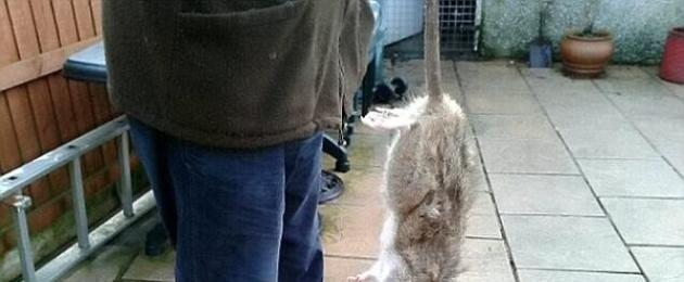 Enorma muterade råttor invaderar Storbritannien.  Jättemutantråttor Jättemutantråttor