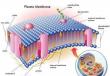 Cosa sono i plastidi?  I loro tipi e funzioni.  Caratteristiche della struttura dei plastidi Quali sono i plastidi nelle cellule vegetali