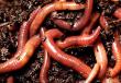 Представляем интересные факты о плоских червях