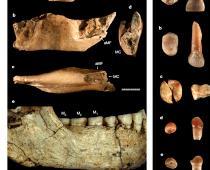 Άντρας Φλόρες (Homo floresiensis): περιγραφή