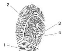 Fingerprints what is the name of the procedure