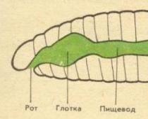 §17.  Տեսակ Roundworms.  Կառուցվածքային առանձնահատկություններ և մարդկանց համար վտանգավոր տեսակներ Կլոր ճիճուների բջջային շերտերը