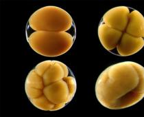 Etapas de embriogénesis y etapas de desarrollo del embrión.
