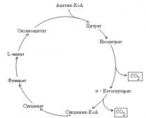 Κύκλος τρικαρβοξυλικού οξέος